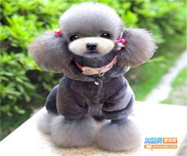 爱贝雅宠物用品加盟费