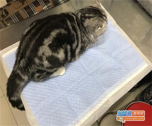 沈医生宠物诊所加盟费