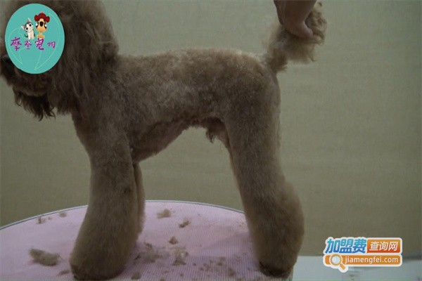 摩登宠物店加盟