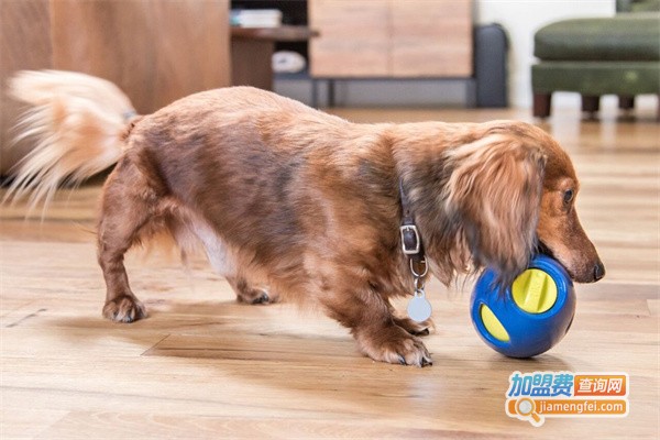 小淘气宠物用品加盟