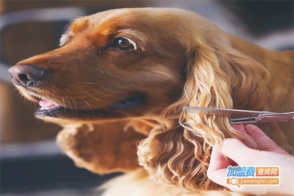 魔鸟宠物用品加盟