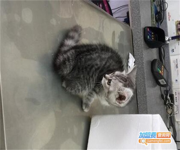 沈医生宠物诊所加盟费