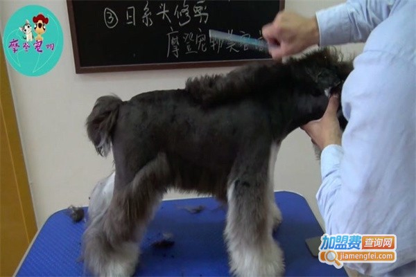 摩登宠物店加盟