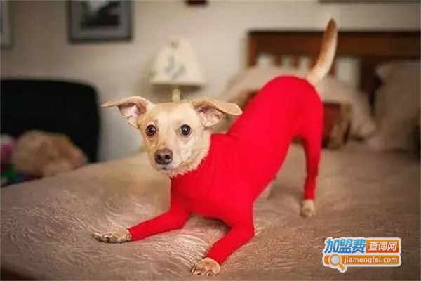 酷狗宠物用品加盟