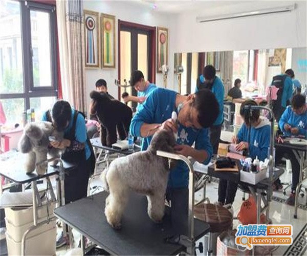 兜沃宠物职业培训机构加盟费