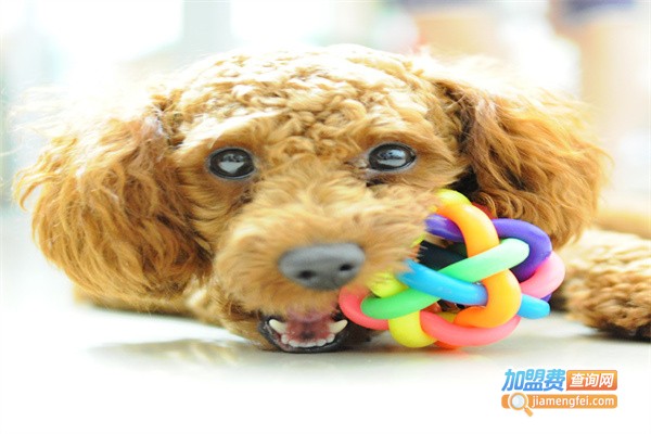 益宠宠物用品加盟