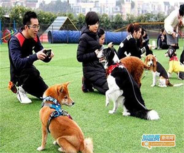 兜沃宠物职业培训机构加盟费