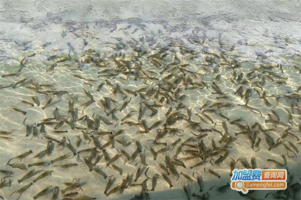 虾pa音乐主题烧烤钓虾场加盟