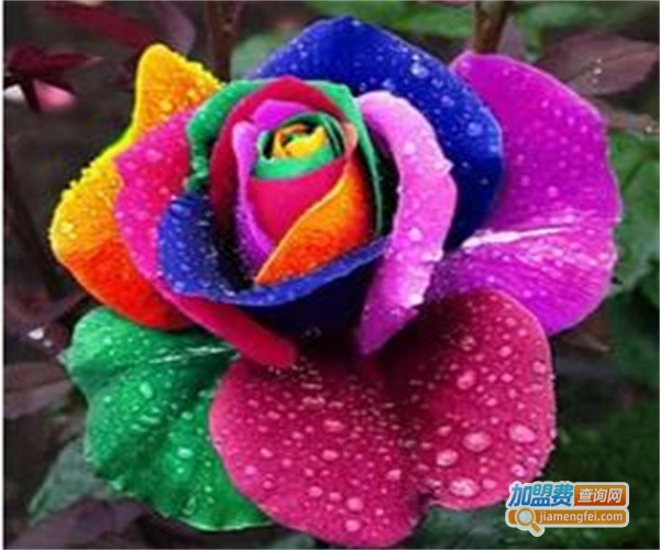 七色花卉加盟费