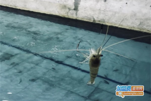 大长湴BBQ钓虾场加盟费