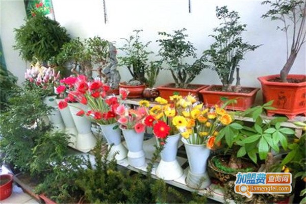 绿之缘花卉加盟