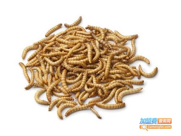 蛋白虫养殖加盟费