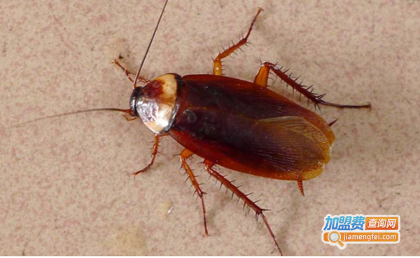 蟑螂养殖加盟费