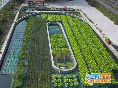 鱼菜共生加盟费