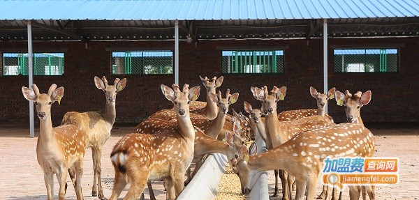 梅花鹿养殖加盟