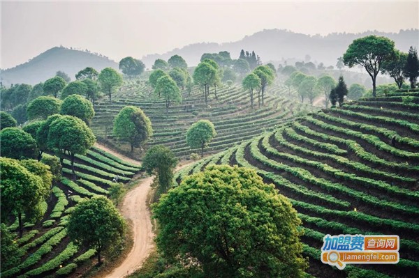 大益普洱茶加盟