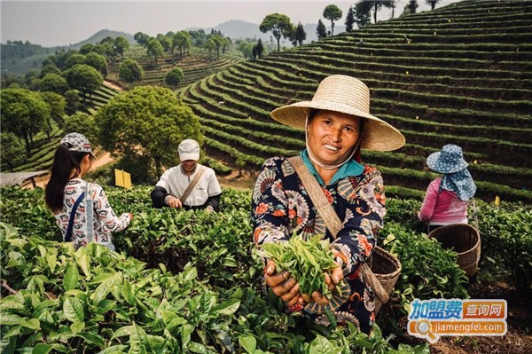 大益普洱茶加盟