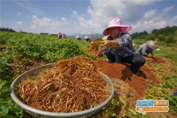 中药材种植加盟