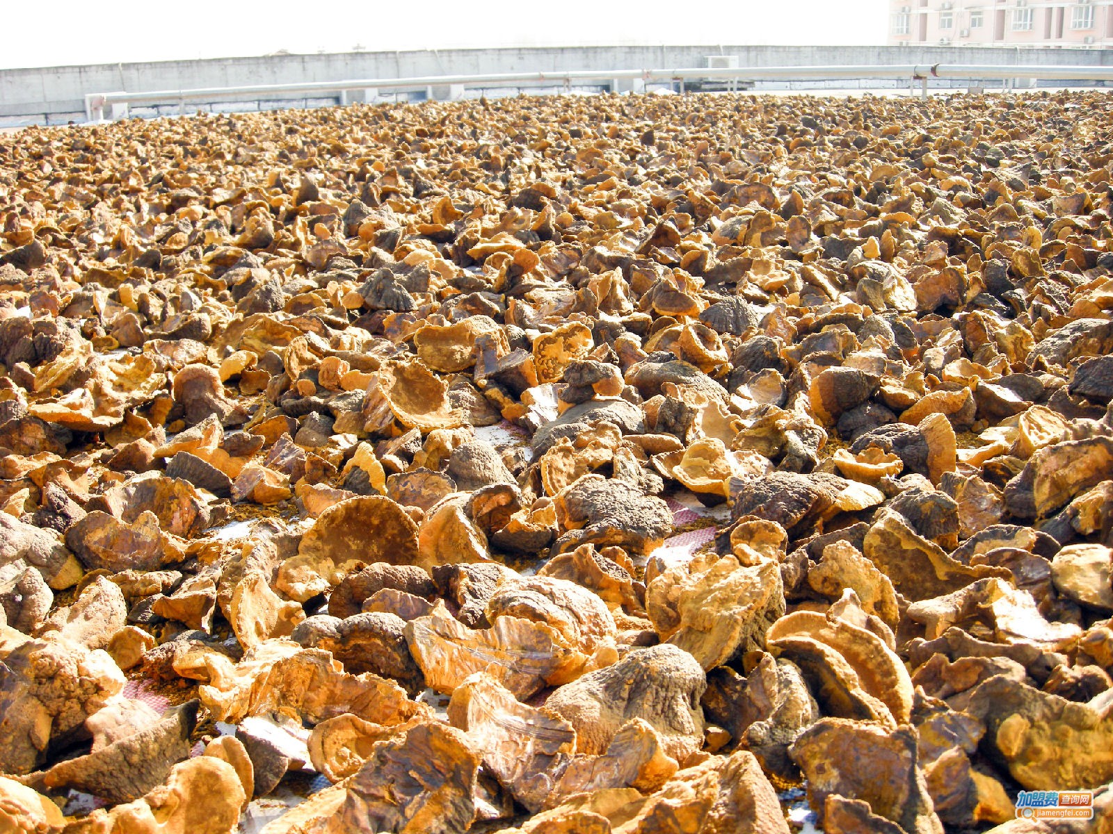 桑黄种植加盟费