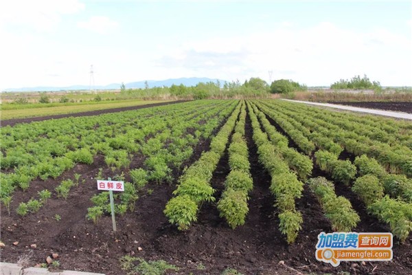 中药材种植加盟