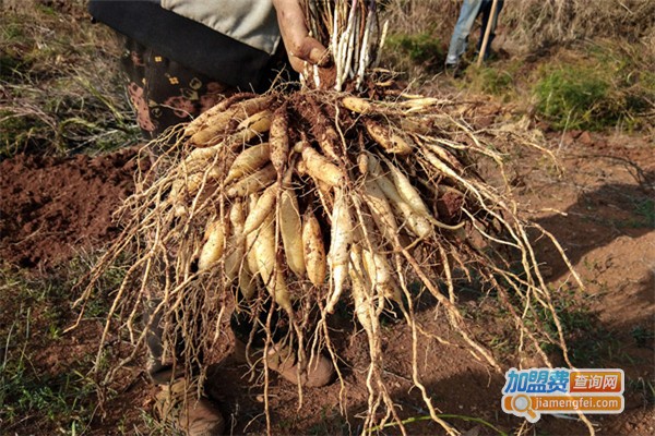 中药材种植加盟