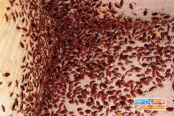 蟑螂养殖加盟费