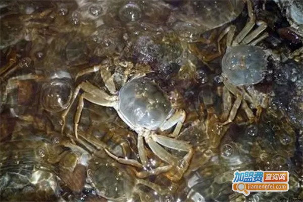 大闸蟹养殖加盟