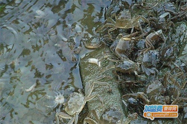 大闸蟹养殖加盟