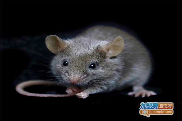 邦邦有害生物防治加盟费