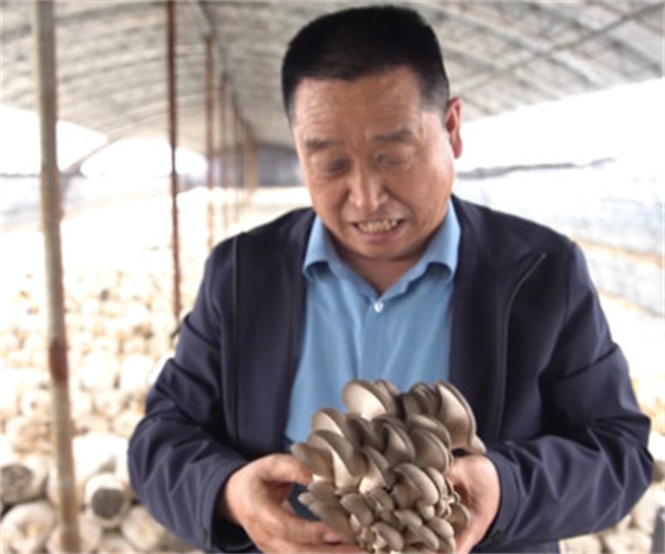 六希蘑菇加盟费