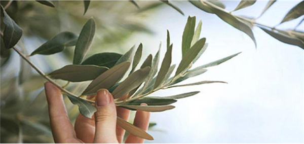 自然乐园加盟费