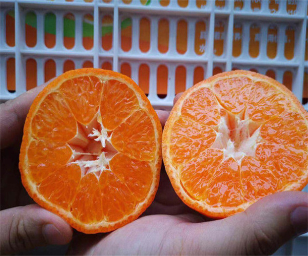 墨菲优果加盟费