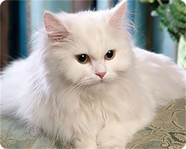 梵猫加盟费
