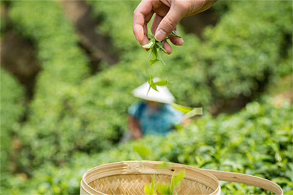 甘杯奶茶