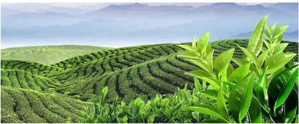 山山来茶加盟费