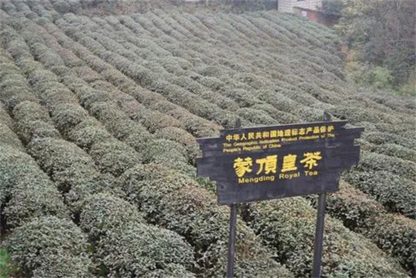 蒙顶皇茶加盟费