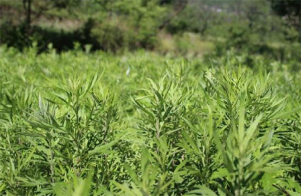 老艾堂艾灸养生馆加盟