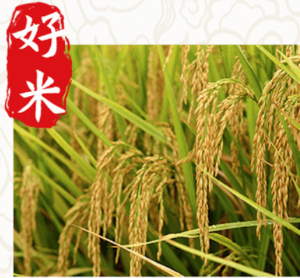 猫大叔无骨烤鱼饭加盟