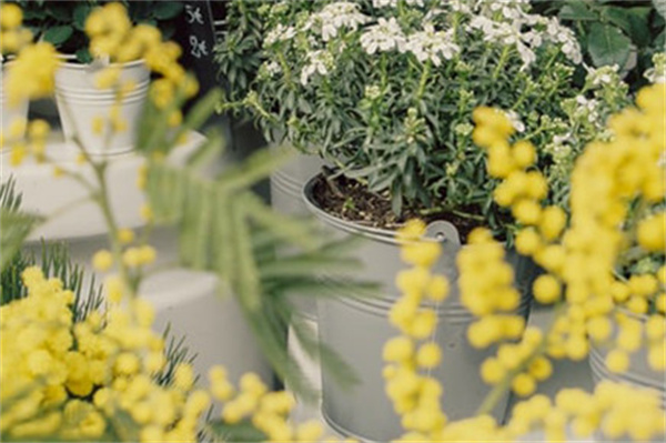 The Green party家居加盟