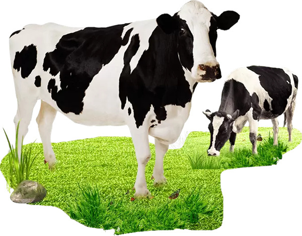 正邦苏咔酸奶加盟费