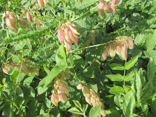 简氏草药加盟费