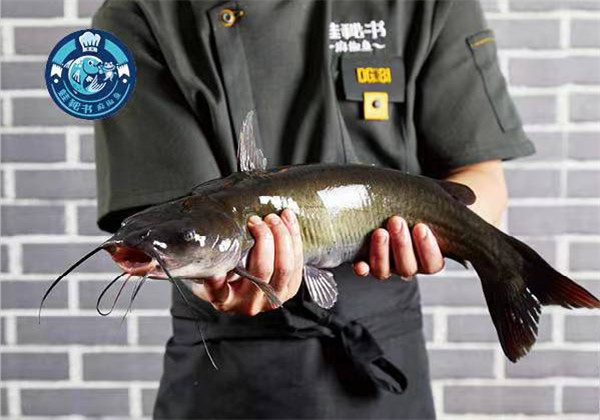 蛙秘书麻椒鱼加盟