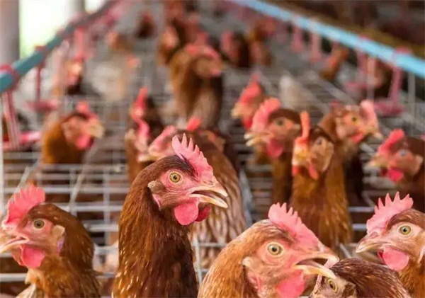 在农村什么养殖业最赚钱？