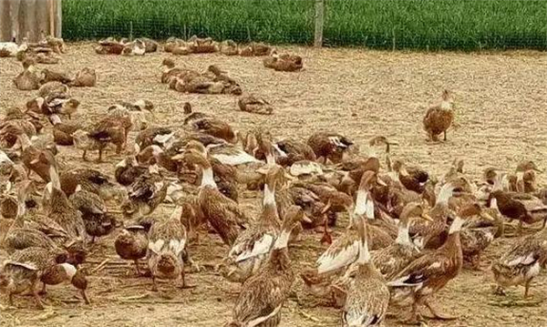 在农村什么养殖业最赚钱？