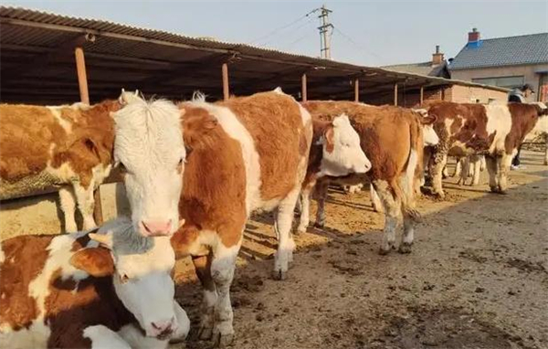 农村创业的赚钱好项目有哪些？