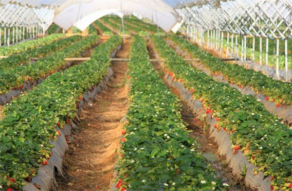 2022年农村创业的好项目集锦！