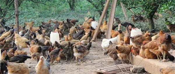 2022年农村创业的好项目集锦！