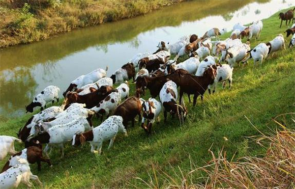 在农村创业的好项目有哪些？