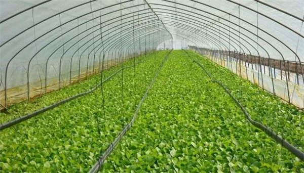 农村投资创业做什么好？