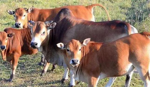 农村致富养殖什么好？你想知道的都在这里！